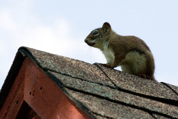Animals Roof Damage
