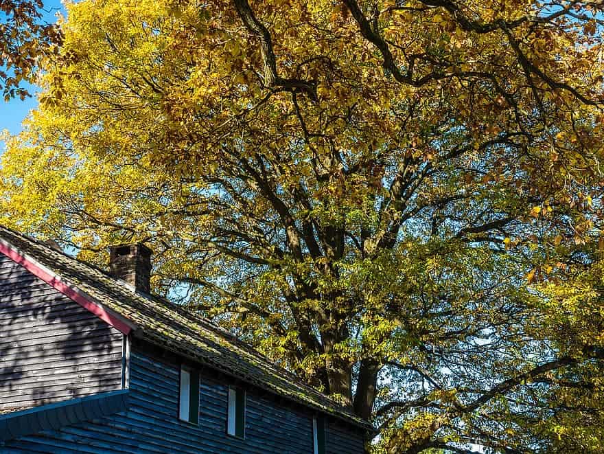 a tree in fall next to a roof